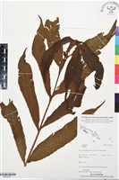 登錄號:BP03437藏品圖，第1張