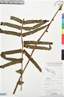 登錄號:BP03438藏品圖，第1張