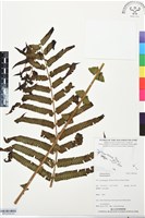 登錄號:BP03438藏品圖，第2張