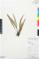 登錄號:BP03439藏品圖，第1張