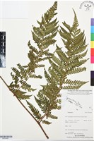 登錄號:BP03440藏品圖，第1張