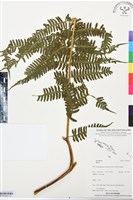 登錄號:BP03442藏品圖，第1張