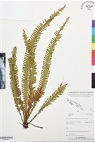 登錄號:BP03443藏品圖，第1張