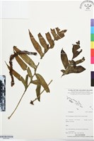 登錄號:BP03444藏品圖，第1張