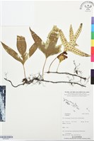 登錄號:BP03445藏品圖，第1張