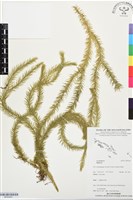 登錄號:BP03447藏品圖，第1張