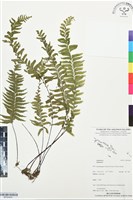 登錄號:BP03448藏品圖，第1張