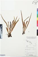 登錄號:BP03449藏品圖，第1張