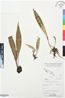 登錄號:BP03450藏品圖，第1張