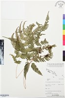 登錄號:BP03451藏品圖，第1張