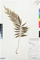 登錄號:BP03452藏品圖，第1張