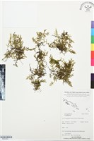 登錄號:BP03453藏品圖，第1張