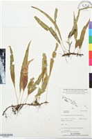 登錄號:BP03454藏品圖，第1張