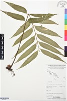 登錄號:BP03456藏品圖，第1張