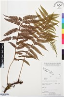 登錄號:BP03457藏品圖，第1張