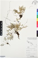 登錄號:BP03459藏品圖，第1張