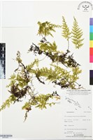 登錄號:BP03460藏品圖，第1張