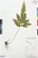 登錄號:BP03461藏品圖，第1張