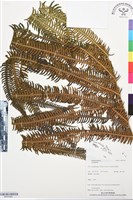 登錄號:BP03462藏品圖，第1張