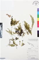 登錄號:BP03463藏品圖，第1張