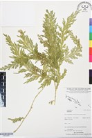 登錄號:BP03464藏品圖，第1張