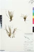 一條線蕨藏品圖，第1張