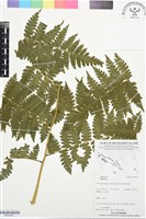 登錄號:BP03467藏品圖，第1張