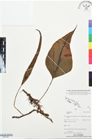 登錄號:BP03469藏品圖，第1張