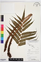 登錄號:BP03470藏品圖，第1張