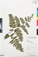 登錄號:BP03472藏品圖，第1張