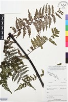 登錄號:BP03472藏品圖，第2張