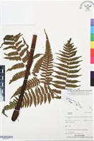 登錄號:BP03473藏品圖，第1張