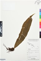 登錄號:BP03475藏品圖，第1張