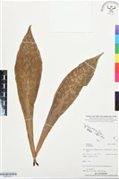 登錄號:BP03476藏品圖，第1張