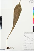 登錄號:BP03477藏品圖，第1張