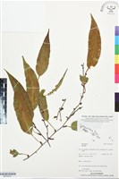 登錄號:BP03478藏品圖，第1張