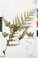 登錄號:BP03479藏品圖，第1張