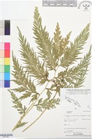 登錄號:BP03480藏品圖，第1張