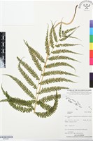 登錄號:BP03481藏品圖，第1張