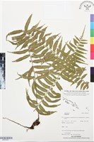 登錄號:BP03483藏品圖，第1張