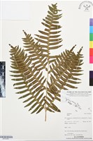 登錄號:BP03484藏品圖，第1張