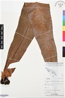 登錄號:BP03485藏品圖，第1張