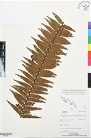 登錄號:BP03486藏品圖，第1張