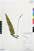 登錄號:BP03487藏品圖，第1張