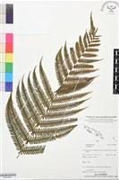 登錄號:BP03488藏品圖，第1張