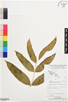 全緣鳳丫蕨藏品圖，第1張