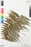 登錄號:BP03490藏品圖，第1張