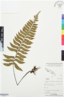 登錄號:BP03492藏品圖，第1張