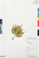 登錄號:BP03494藏品圖，第1張