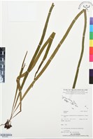 登錄號:BP03495藏品圖，第1張